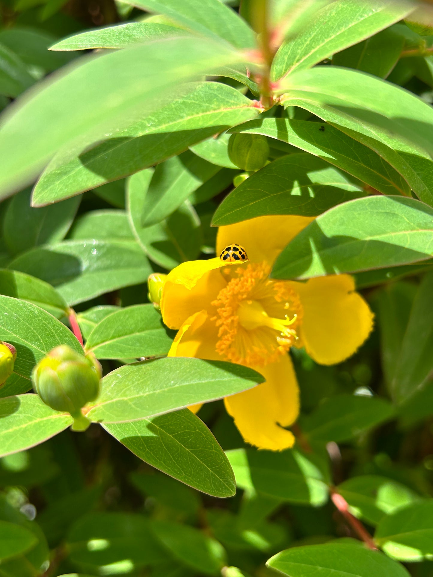 ki-midori Incense Sticks